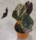 6" Alocasia Cuprea Red Secret